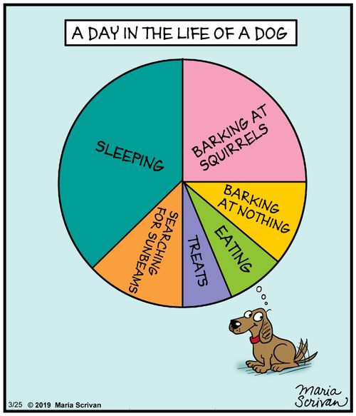 A day in the life of a dog.