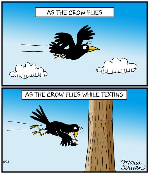 As the crow flies. As the crow flies while texting