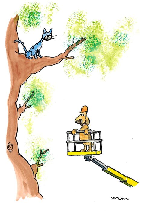 Dog rescues cat from tree.