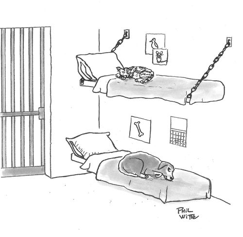 A dog and cat in jail