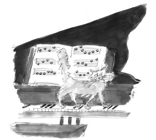 A cat composer