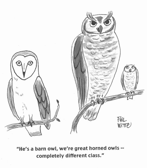 "He's a barn owl, we're great horned owls – completely different class."