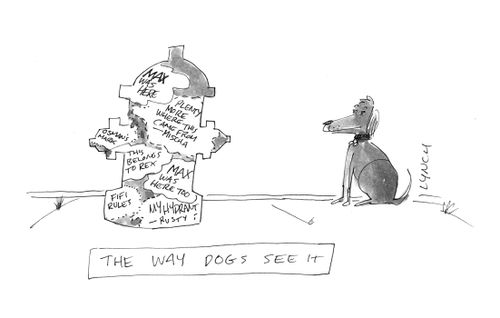 The way dogs see it