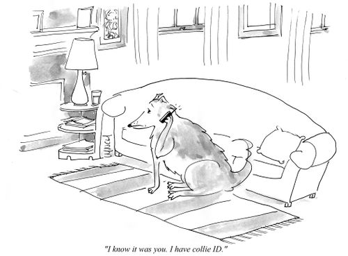"I know it was you. I have collie ID."