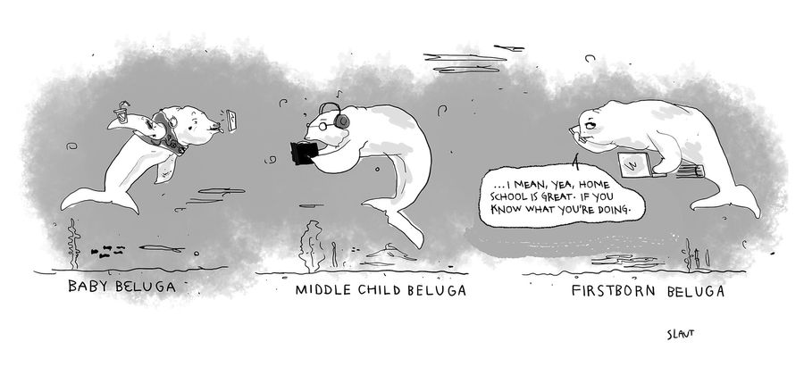 Baby beluga, middle child beluga, firstborn beluga