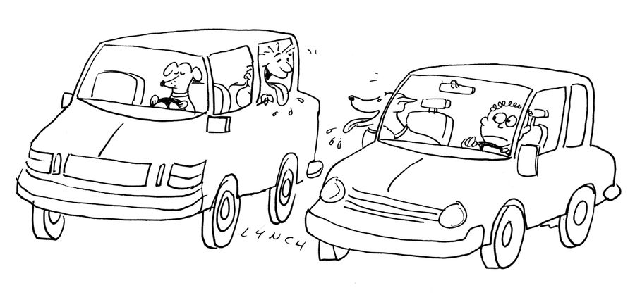 A dog driving a car