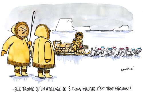 "Elle trouve qu'un attelage de bichons maltais c'est trop mignon!"