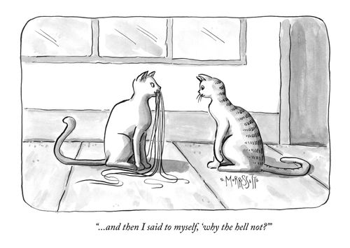 "...and then I said to myself, 'why the hell not?'"