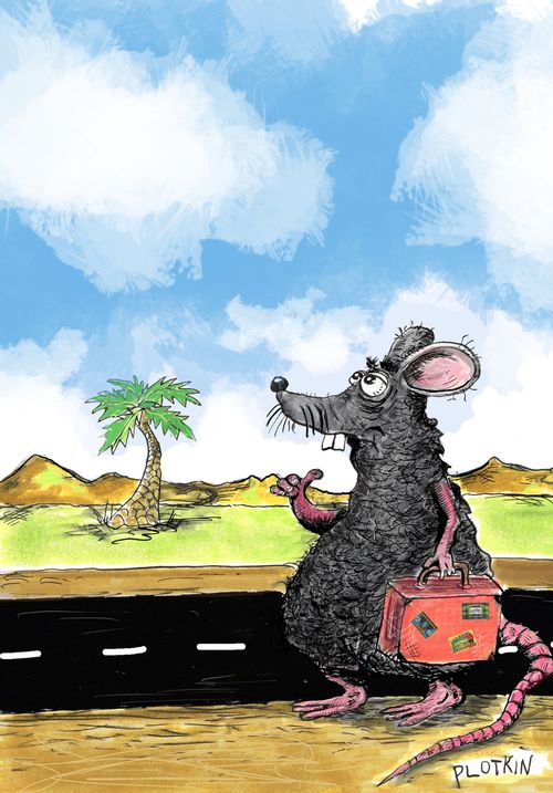 "Rat hitch-hiking."