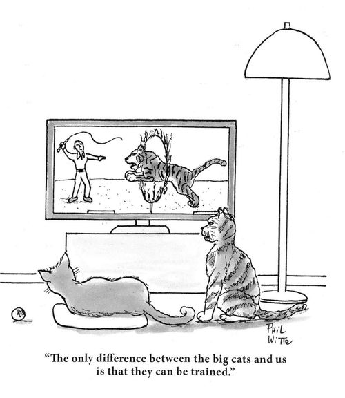 "The only difference between the big cats and us is that they can be trained."