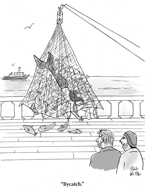 "Bycatch."