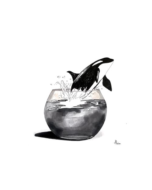 Killer whale jumping out of a fish bowl.
