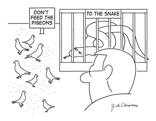 Don't feed the pigeons... to the snake