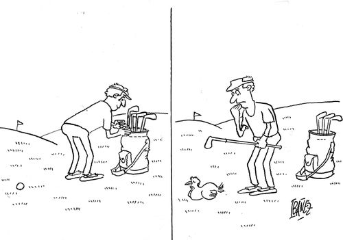Hen sits on golfer's ball.