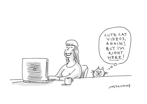 "Cute cat videos, again! But I'm right here!"