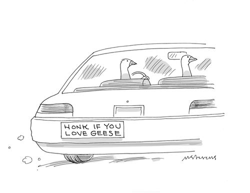 Honk if you love geese.