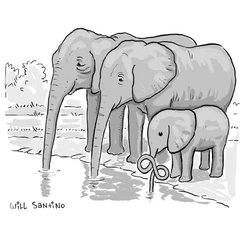 Baby Elephant drinks water from it's trunk