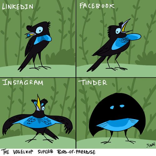 Bird of Paradise as social media