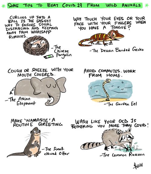 COVID tips from Wild Animals