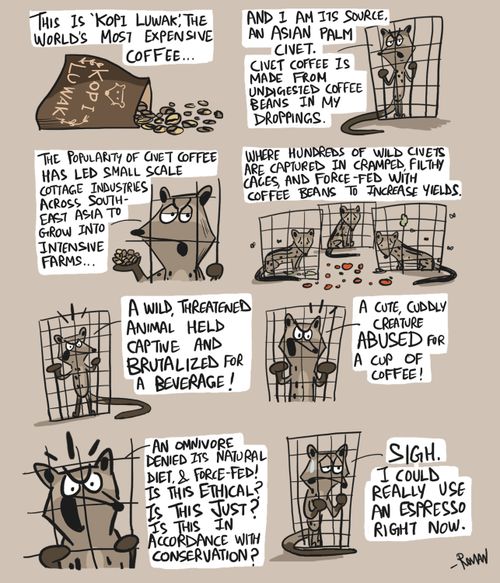 Civet Coffee 
