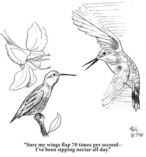 "Sure my wings flap 70 times per second-- I've been sipping nectar all day."