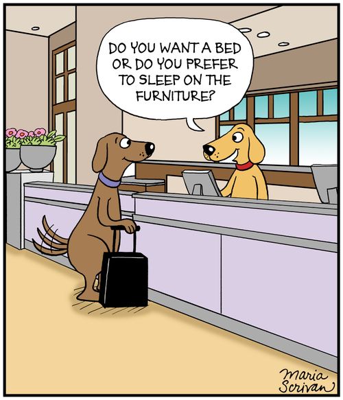 "Do you want a bed or do you prefer to sleep on the furniture?"