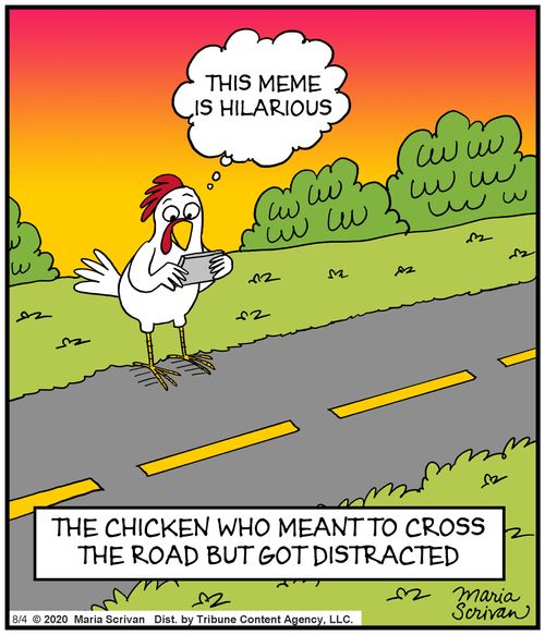 The chicken who meant to cross the road but got distracted