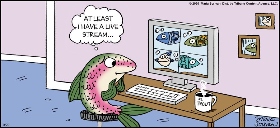 At least I have a live stream...