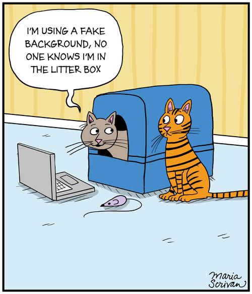 "I'm using a fake background, no one knows I'm the litter box."