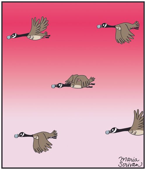 Emigrating birds wear face masks.