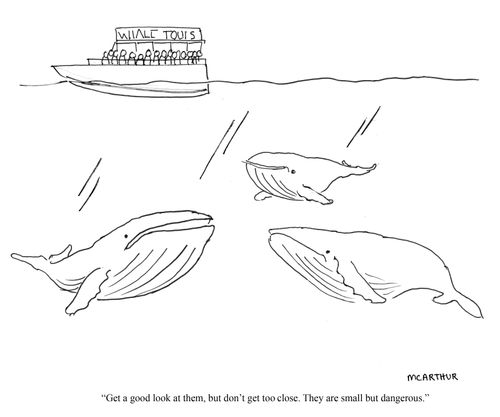"Get a good look at them but don't get too close. They are small but dangerous."