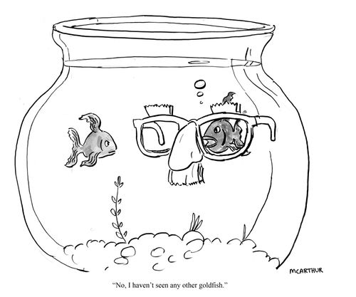 "No, I haven't seen any other goldfish."