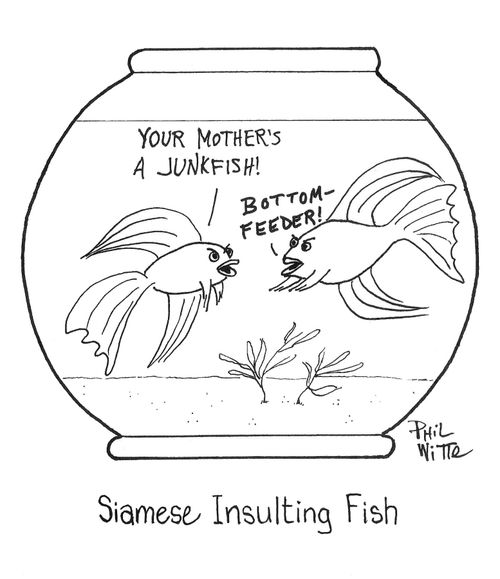 Siamese Insulting Fish