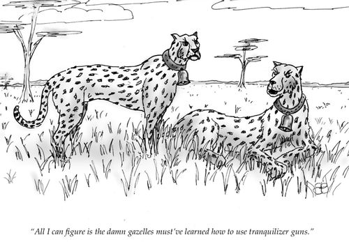 "All I can figure is the damn gazelles must've learned how to use tranquilizer guns."