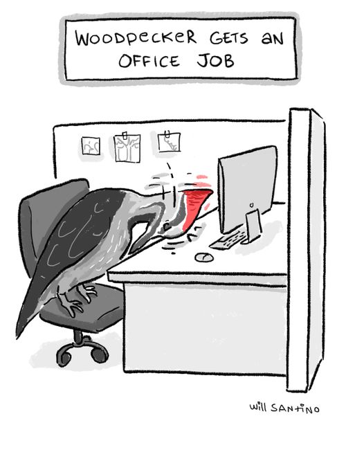 "Woodpecker gets an office job."