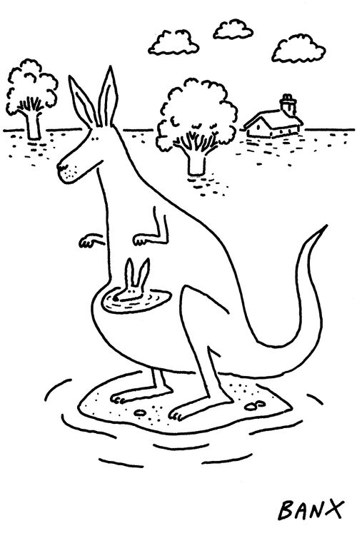 Kangeroo pouch flooded in Australia flooding.