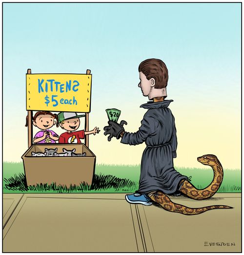 Kittens for sale.