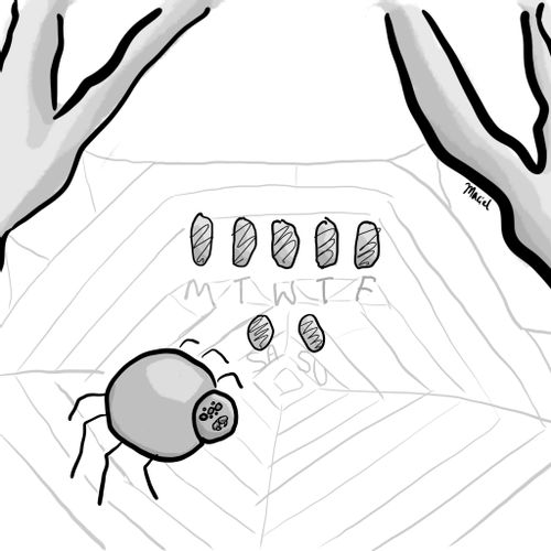 A spider meal prepping