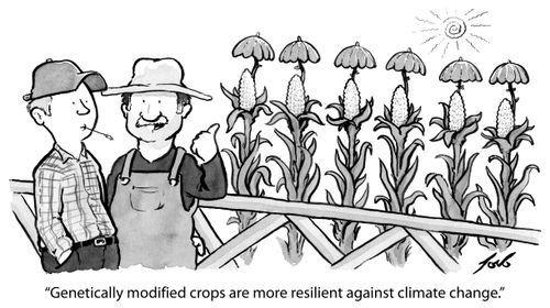 "Genetically modified crops are more resilient against climate change."