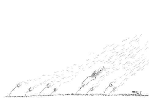 Dandelions