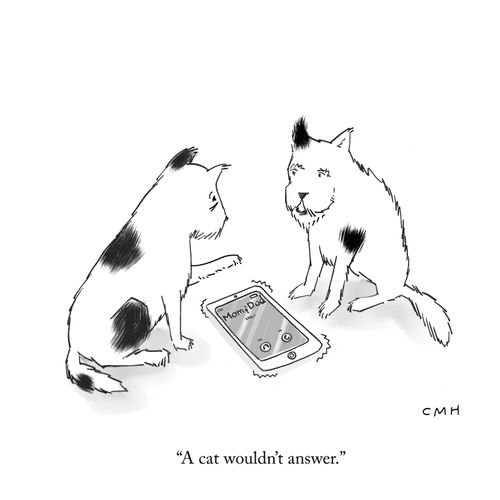 "A cat wouldn't answer."