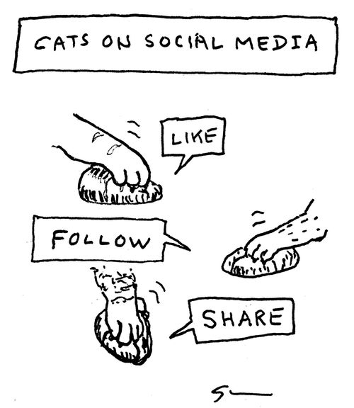 Cats on social media