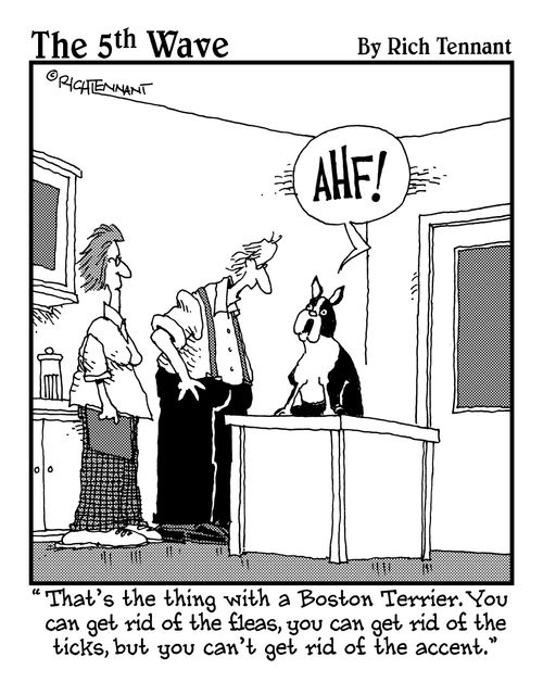 "That's the thing with a Boston-Terrier. You can get rid of the fleas, you can get rid of the ticks, but you can't get rid of the accent."
