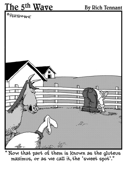 "Now that part of them is known as the gluteus maximus, or as we call it, the 'sweet spot'."