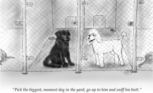 "Pick the biggest, meanest dog in the yard, go up to him and sniff his butt."