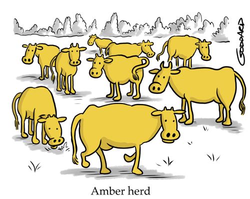 Amber Herd