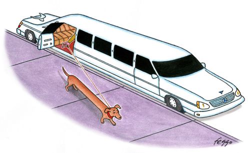 Stretch Limo for Daschund