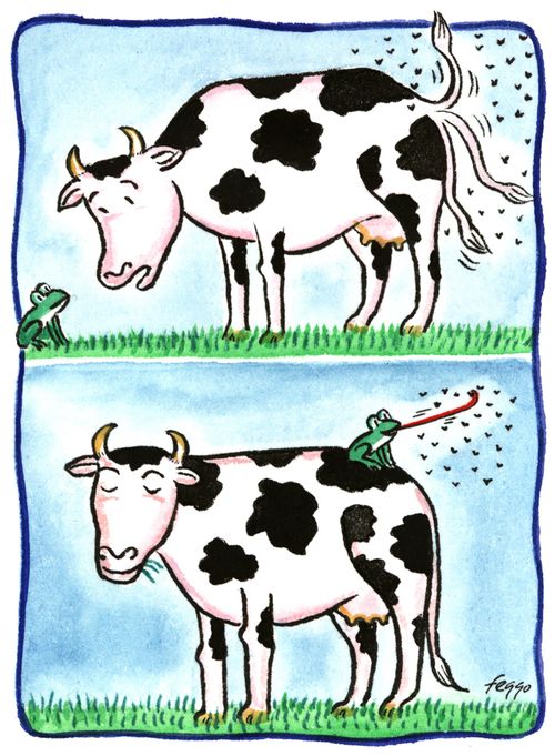 Symbiotic Relationship: Cow and Frog