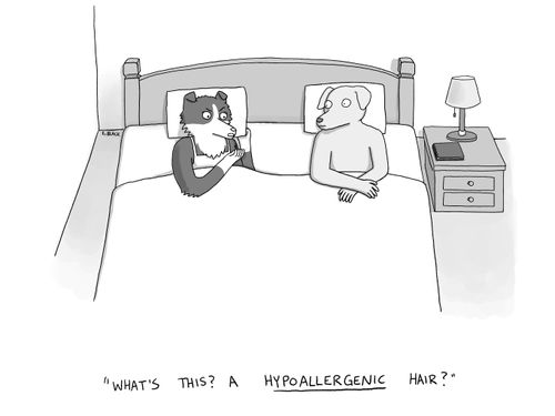 "What's this? A hypoallergenic hair?"