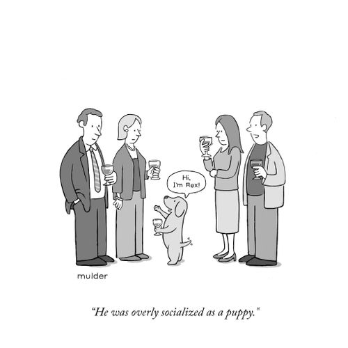 "He was overly socialized as a puppy."